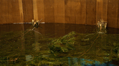 Зеленая магия бани: Исцеление и релаксация с помощью трав