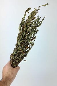 Трава Мяты Ментоловой