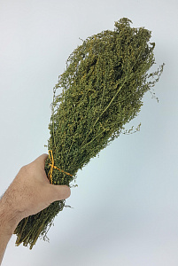 Трава Полыни Лимонной