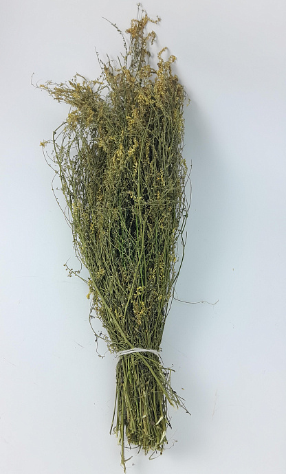 Трава Донник